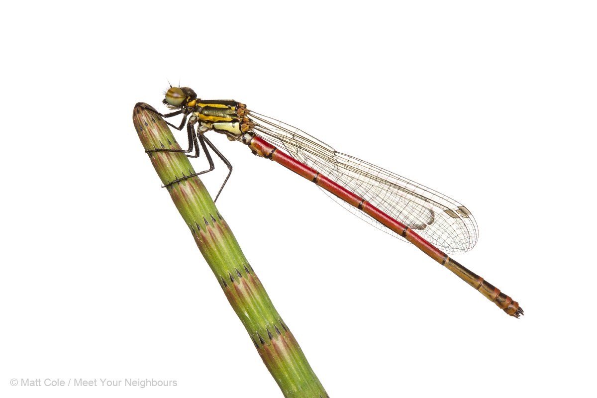 Large Red Damselfly 1